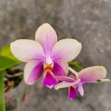 Phalaenopsis Sweet Memory 'Liodoro' (Phal. Deventeriana × Phal. violacea)