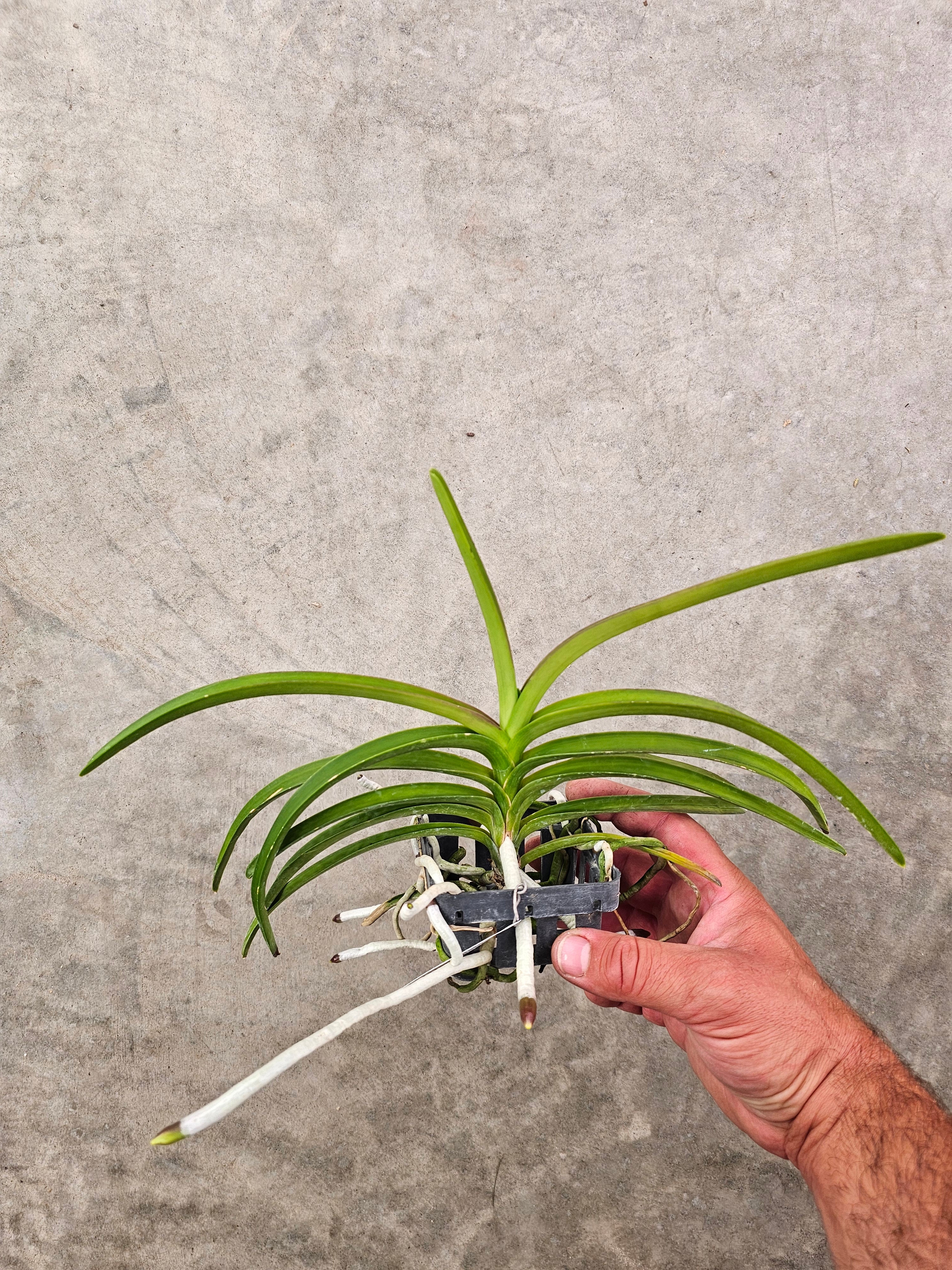 Strap Leaf Vanda Orchid - Discount Hawaiian Gifts