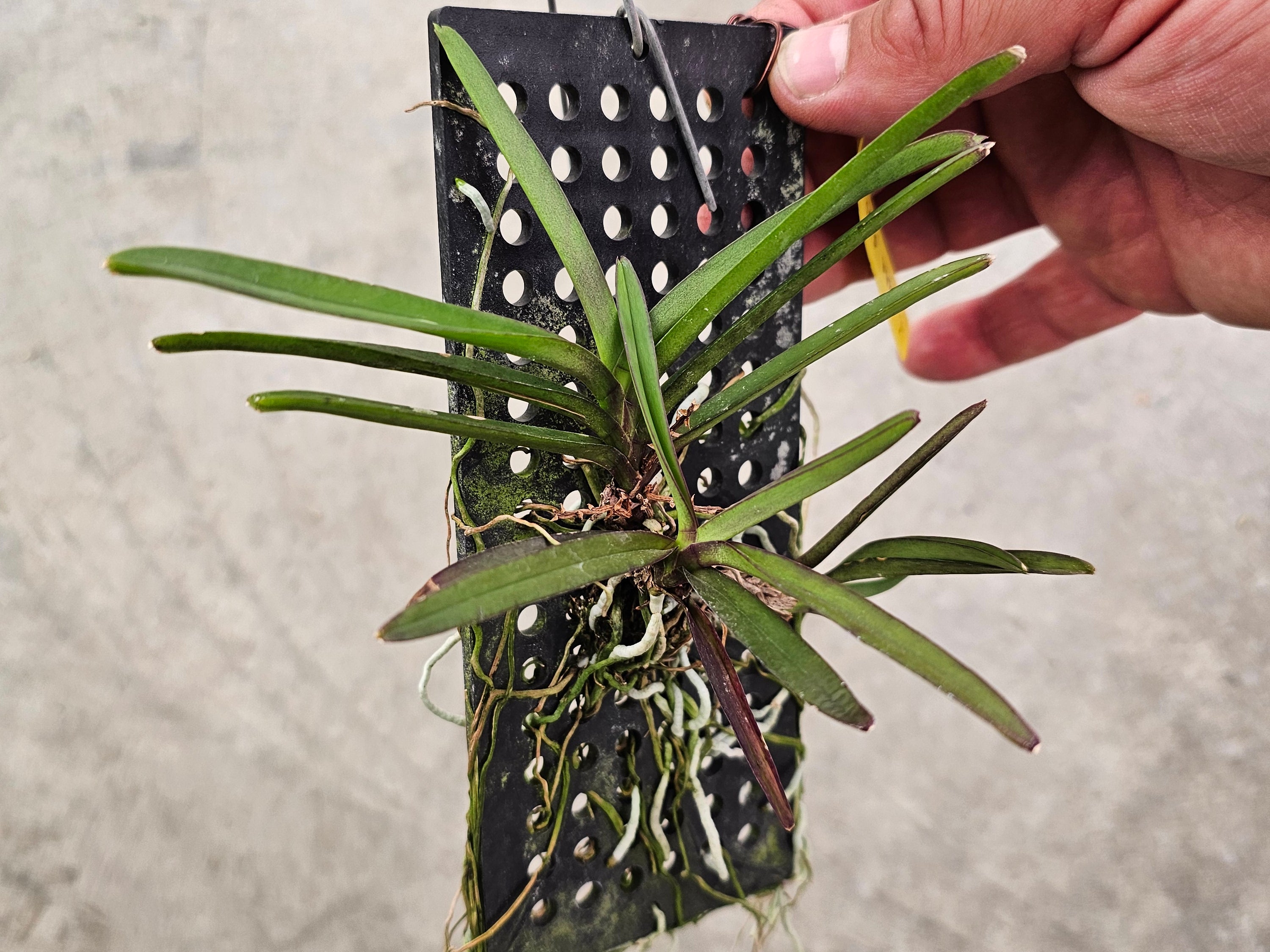 Vanda Plug Vanda Nana Orchid - Vandeae Orchids | Manu's Orchids