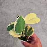 Hoya kerrii, variegated