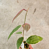 Hoya macrophylla, variegated