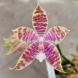 Phalaenopsis hieroglyphica