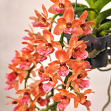 Rhynchostylis gigantea 'Orange'