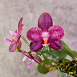 Phal. Yang Yang Super Star ‘Red #2’ QMM053