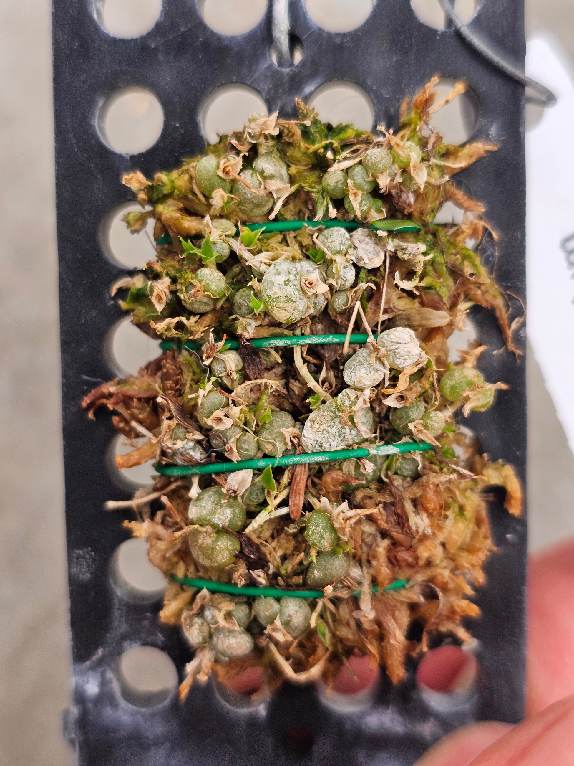 Conchidium pusillum Terrarium Manu's Orchids