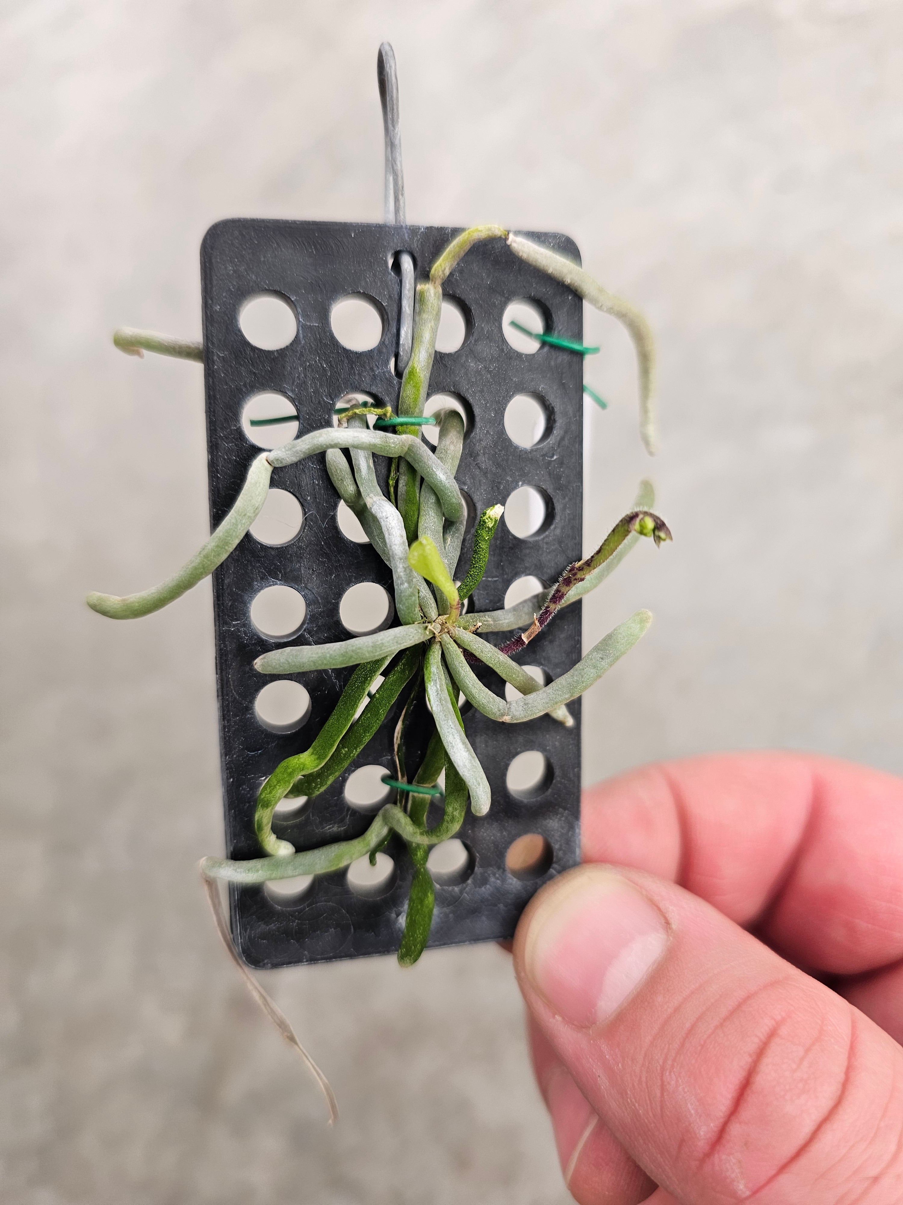 Chiloschista usneoides Orchid Vandeae Orchids Manu's Orchids