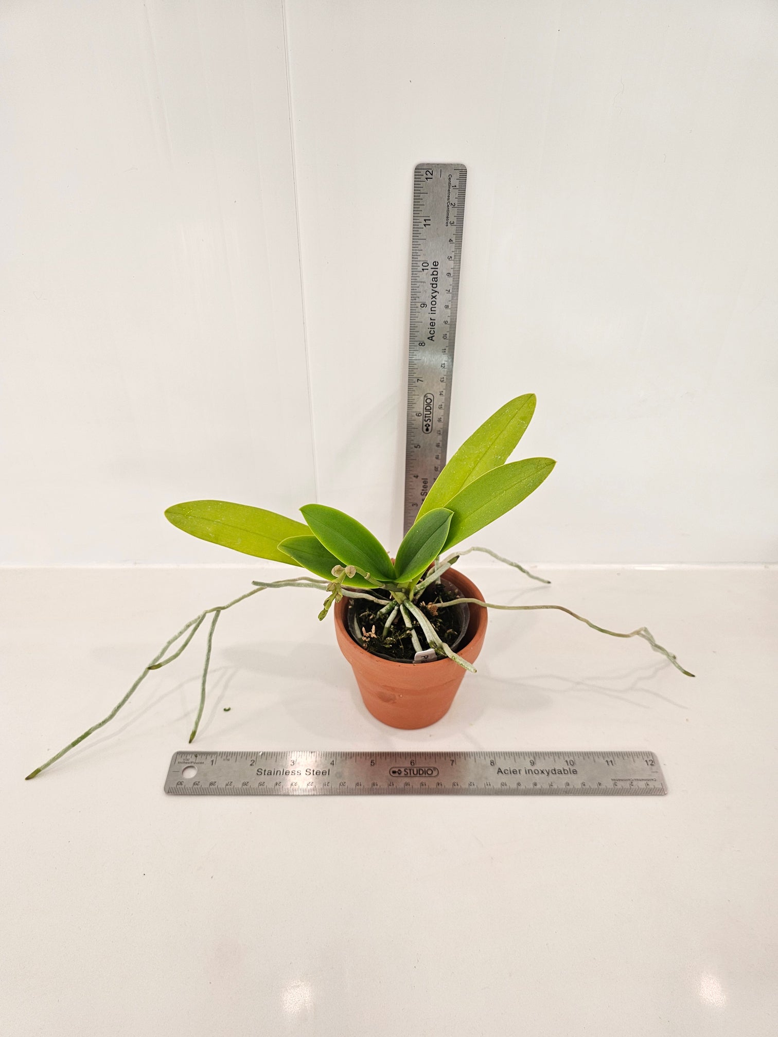 Phalaenopsis Tzu Chiang Sapphire 紫式部 orchid | Manu's Orchids