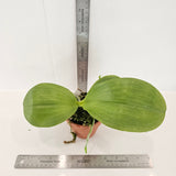 Phal. Yungho Gelb Canary ‘MS-Green’ QMM051