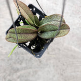 Phalaenopsis pulcherrima var marmorata
