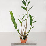 Dendrobium Roongkamol Vejvarut (Den. Dawn Maree x Den. formosum)