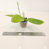 Phalaenopsis tetraspis f. tetraspis