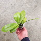 Phalaenopsis tetraspis f. tetraspis