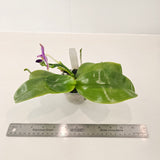 Phalaenopsis violacea f. indigo