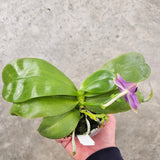 Phalaenopsis violacea f. indigo