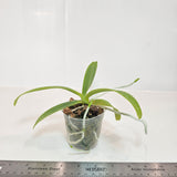 Phalaenopsis hygrochila (syn. Vandopsis parishii)