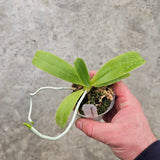 Phalaenopsis hygrochila (syn. Vandopsis parishii)