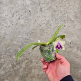 Phalaenopsis bellina f. coerulea