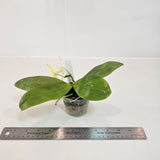 Phalaenopsis violacea f. alba