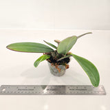 Bulbophyllum Jiaho Klompen (Bulb. phalaenopsis × Bulb. frostii (syn. bootanoides))