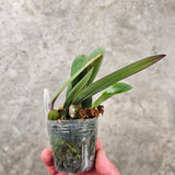 Bulbophyllum Jiaho Klompen (Bulb. phalaenopsis × Bulb. frostii (syn. bootanoides))