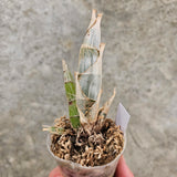 Catasetum pileatum f. alba