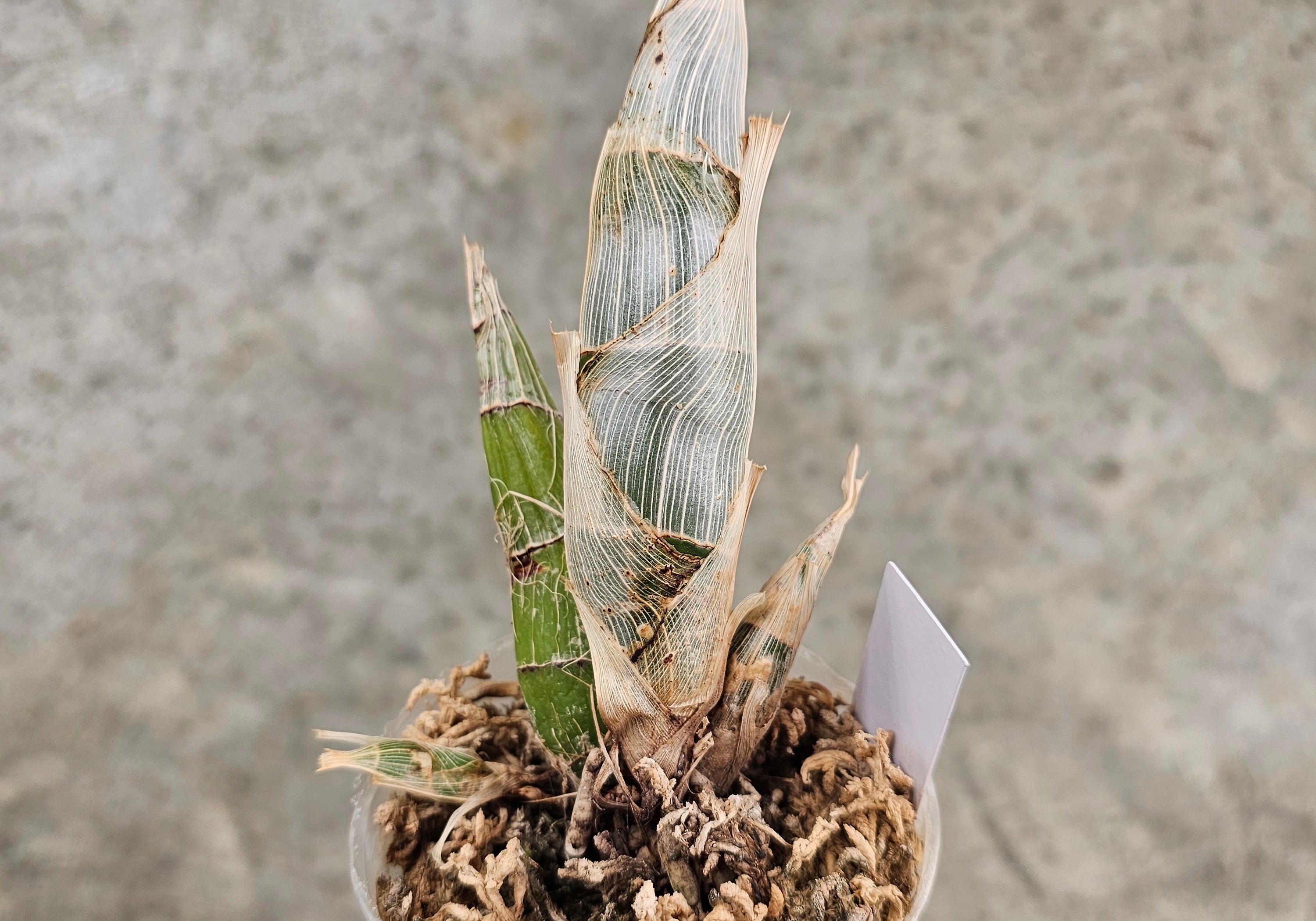 Catasetum pileatum f. alba