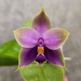 Phalaenopsis violacea f. coerulea  "Taiwan Blue"