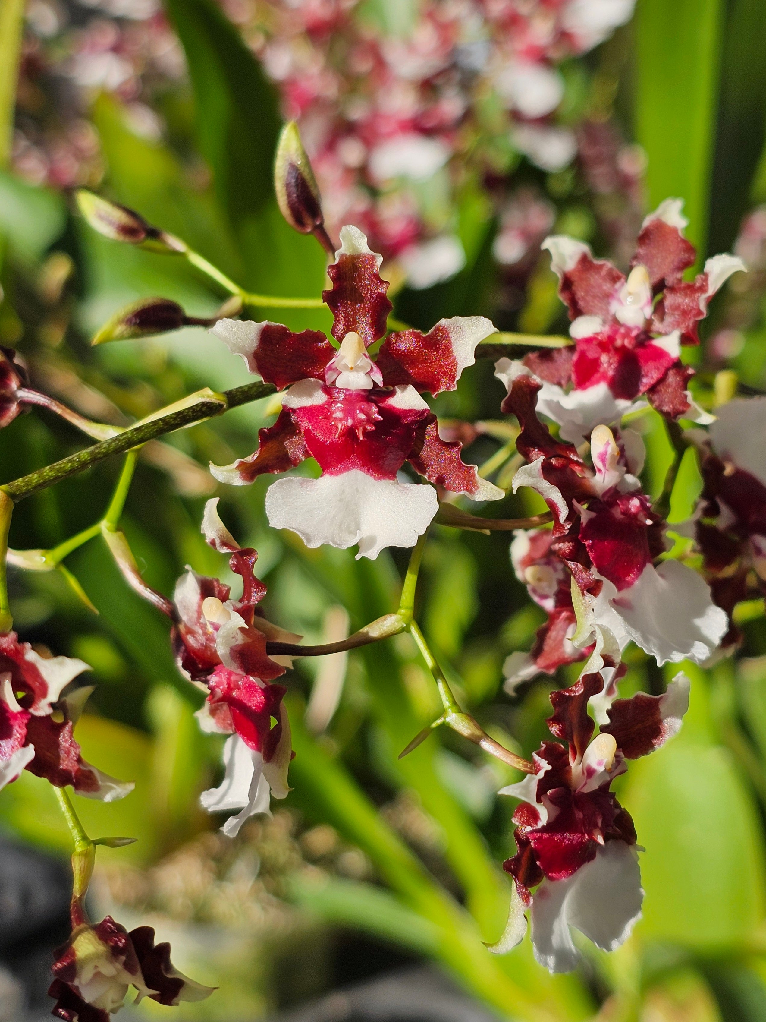 Oncidium Heaven Scent 'Redolence' Orchid - Oncidinae Orchids | Manu's ...