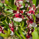 Oncidium Heaven Scent 'Redolence'