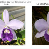 SVO 9793 (Lc. Cornelis’ Love 'Valentine Day' x Lc. Mini Purple f. coerulea 'H and R' 4N)