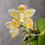 Phal. KS Super Zebra 'Golden Zebra'