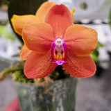 Phal. Yung Go Orange