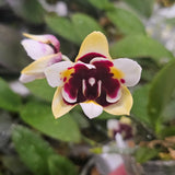 Phal. Yaphon Star Diamond '6601' AM/AOS