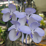 Vanda coerulea