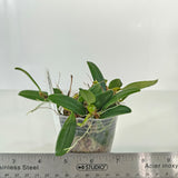 Bulbophyllum lasiochilum flava