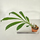 Catasetum Orchidglade