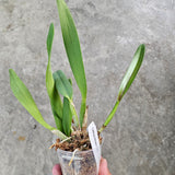 Cattleya eldorado f. alba