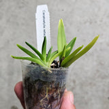 Ceratostylis  retisquama