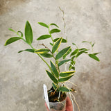 Dendrobium crumenatum, variegated