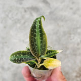 Goodyera malipoensis