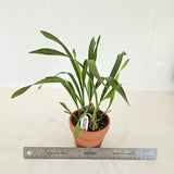 Maxillaria chrysantha