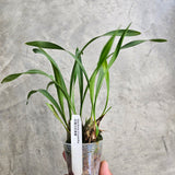 Maxillaria chrysantha