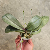 Phal Bronze Maiden