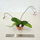 Phal equestris ('B100' x self)