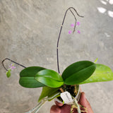 Phal equestris ('B100' x self)