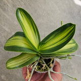 Phal. amabilis  'Variegated'