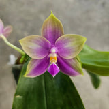 Phal. bellina blue x Phal. Mituo White Tiger