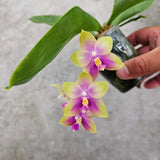 Phal. bellina blue x Phal. Mituo White Tiger