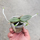 Phal. parishii f. alba