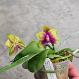 Phal. Sogo Kaiulan x Yin's Purple Kaiulani (Clone)